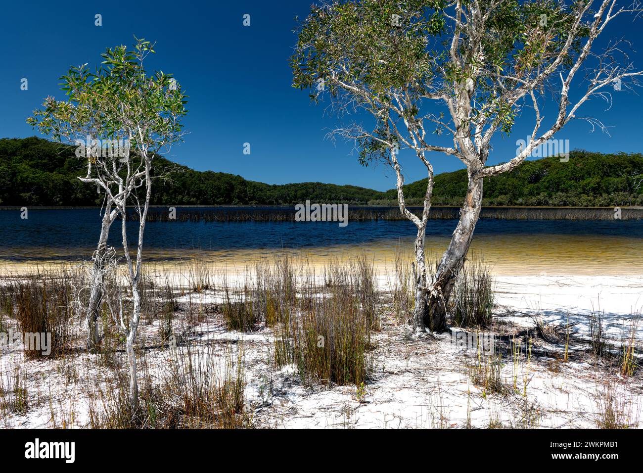 Weißer Sand vor dem berühmten Lake Garawongera auf Fraser Island. Stockfoto