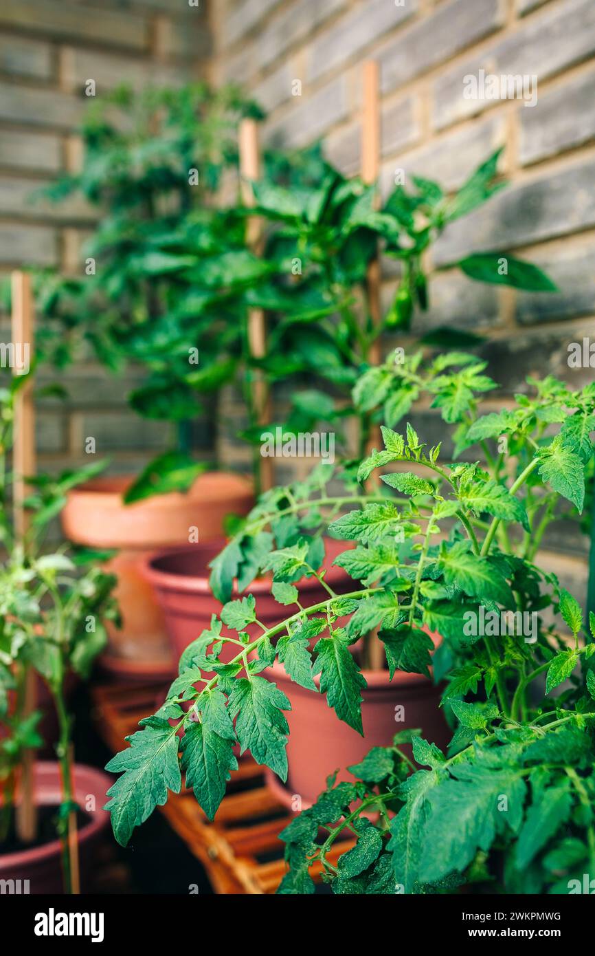 Nahaufnahme von Tomatenblättern, die auf Keramiktöpfen auf einem Gemüsegarten auf dem Balkon der Stadtwohnung wachsen. Urbanes nachhaltiges Bio-Gartenkonzept. Stockfoto