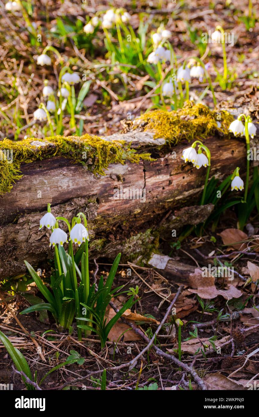 Frühlingsschneeflocken im Wald. Wunderschöne Natur im Wald an einem sonnigen Tag. Baumstamm bedeckt mit Moos auf dem Boden Stockfoto