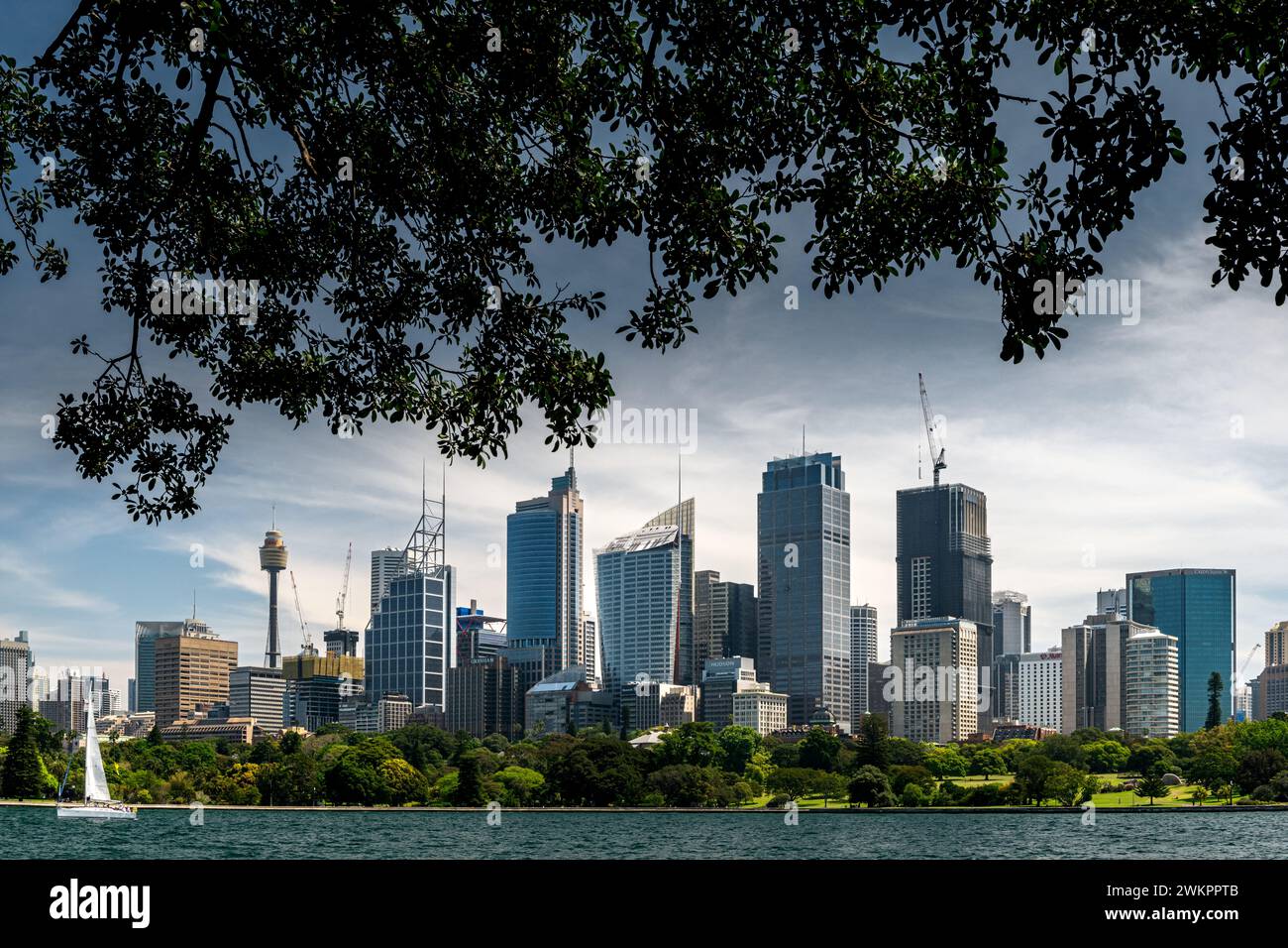 Blick auf Sydneys CBD vom Royal Botanic Garden. Stockfoto