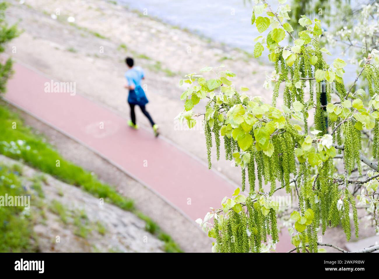 Aschenbahn in einem Park am Flussufer im Frühjahr, Person läuft Stockfoto