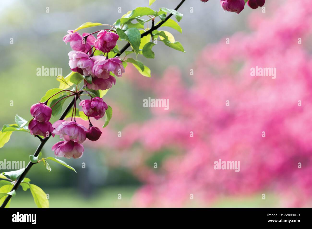 Rosa Apfelblüten im Frühling Stockfoto
