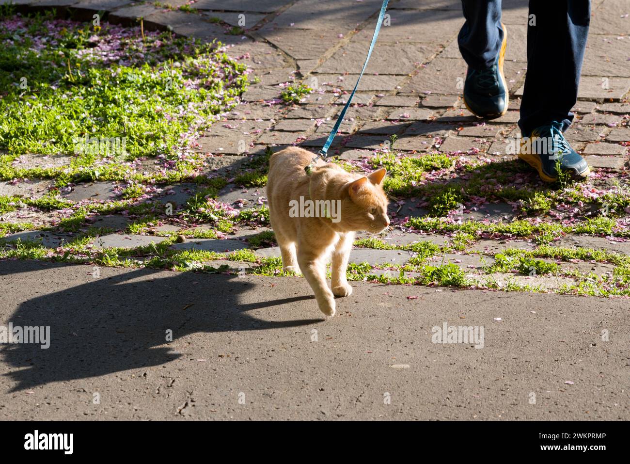 Eine Katze an der Leine laufen lassen Stockfoto