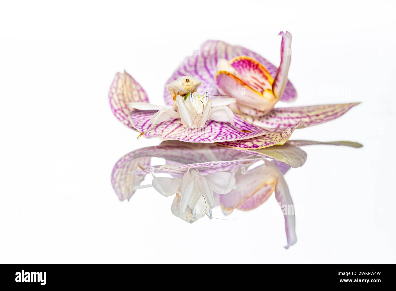 Orchideenmantis auf einer rosa Orchidee Stockfoto