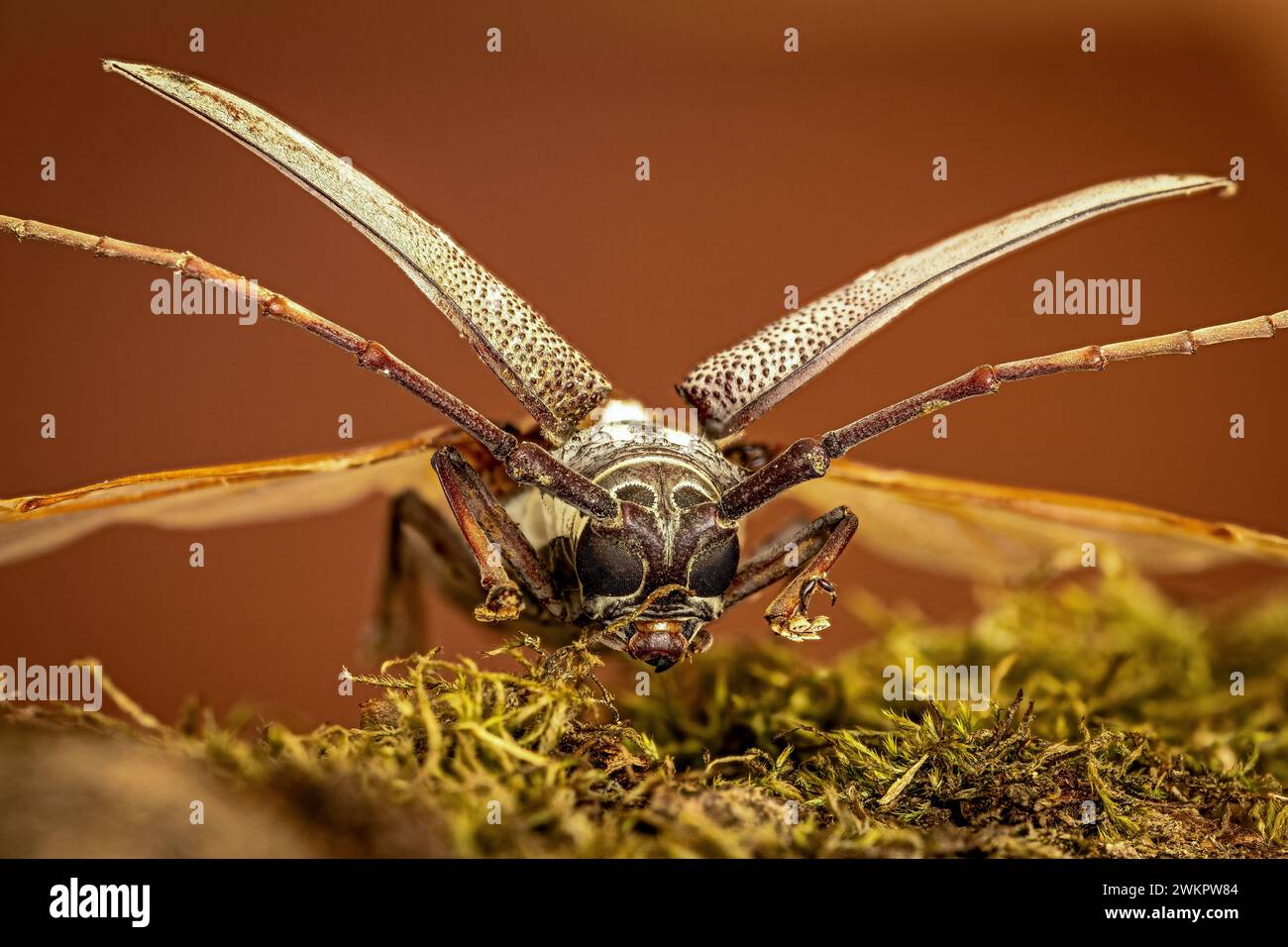 Ein Longhorn-Käfer auf einem Stück Holz Stockfoto