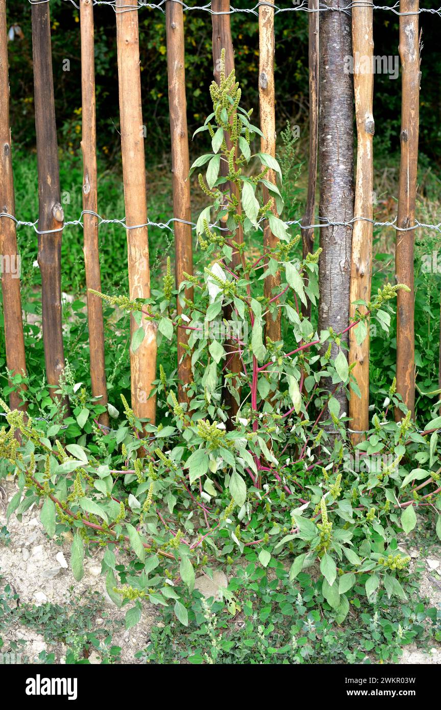 Amaranth amaranthus retroflexus Fotos und Bildmaterial in hoher