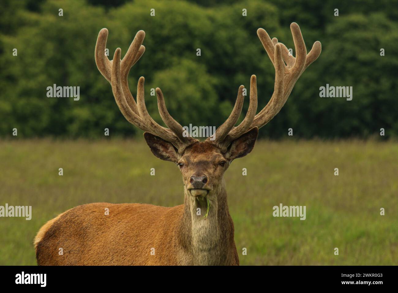 Porträt von männlichen Rotwild mit Samtgeweih im Naturpark Dyrehaven, Dänemark Stockfoto