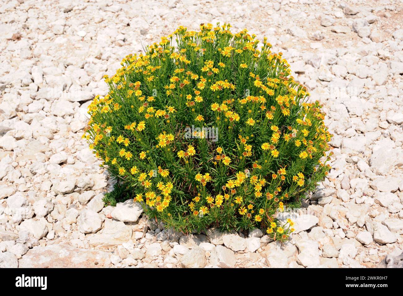 Golden Samphire (Inula crithmoides oder Limbarda crithmoides) ist ein mehrjähriges Kraut, das in den Küsten des Mittelmeerbeckens und des Atlantiks Frankreichs, Po, beheimatet ist Stockfoto