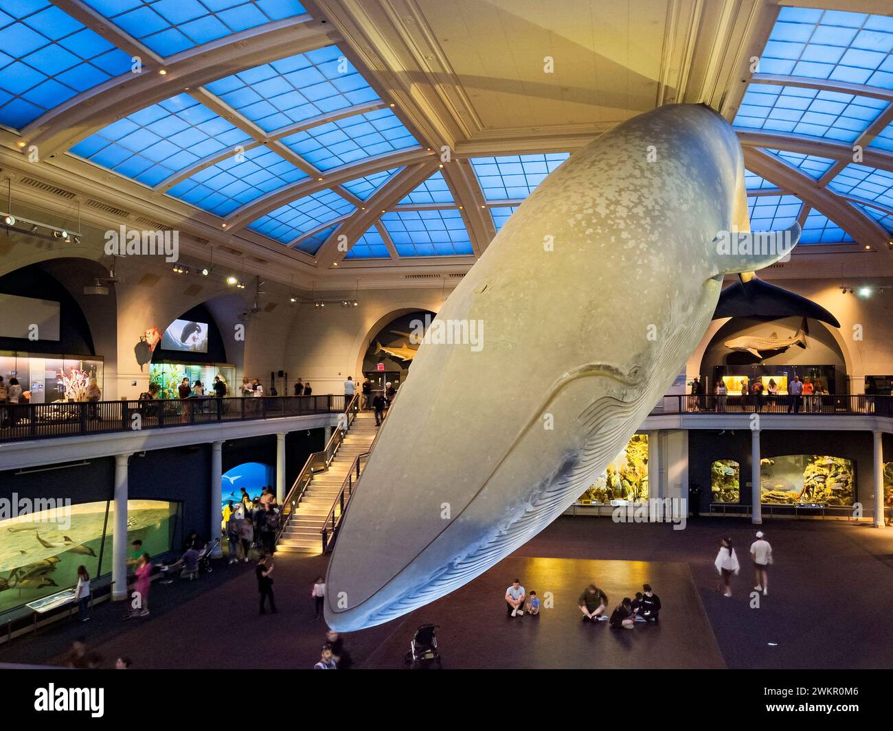 Origin Biom Dioramen des american museum of natural history -Fotos und ...