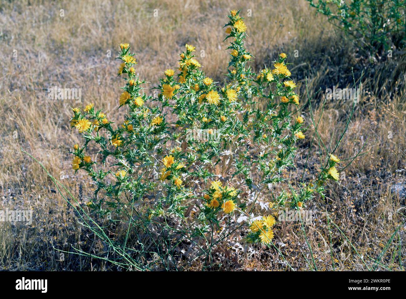 Die spanische Austerndistel (Scolymus hispanicus) ist eine in Südwesteuropa heimische, zweijährige oder mehrjährige Stachelpflanze. Dieses Foto wurde in Arr aufgenommen Stockfoto