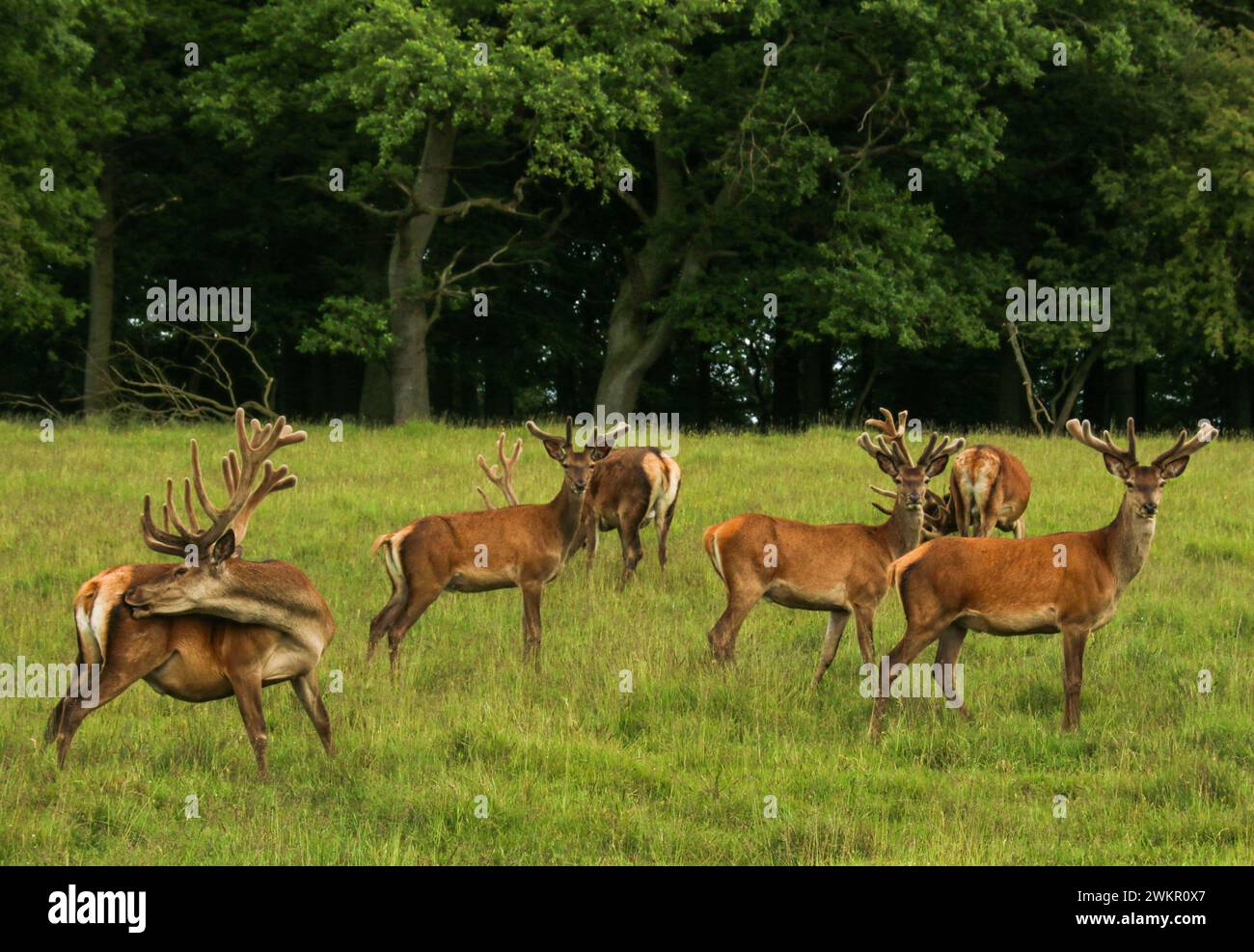 Rotwild-Herde (Cervus elaphus) im Juni auf der Wiese im Naturpark Dyrehaven, Dänemark Stockfoto