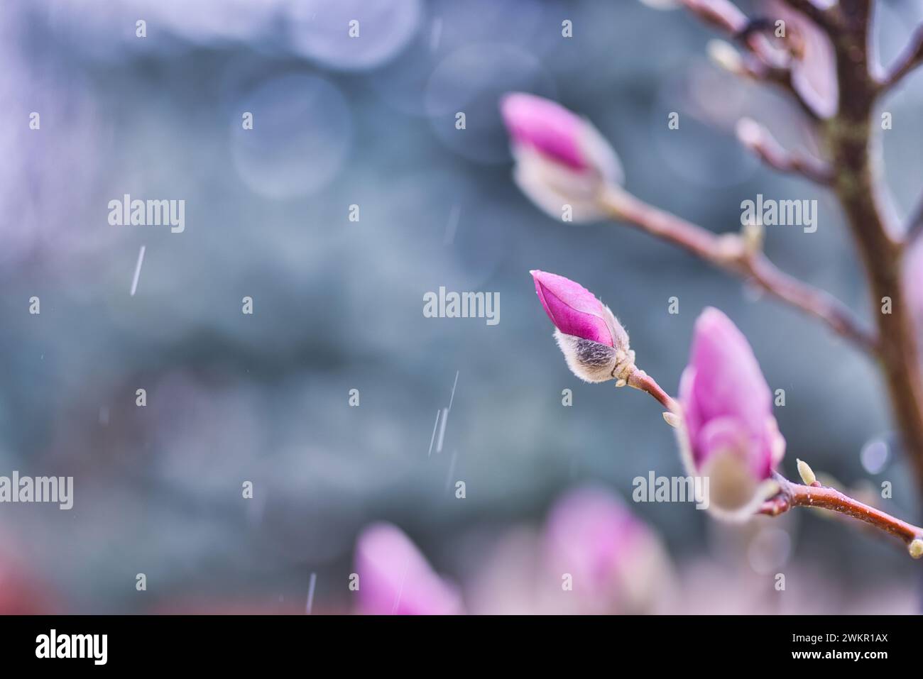 Hintergrund der Frühlingsblüte. Wunderschöne Naturszene mit blühenden Bäumen und Regentropfen. Künstlerische Frühlingsblumenknospen, atemberaubende Naturlandschaft Stockfoto