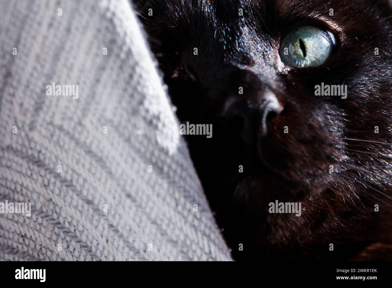 Nahaufnahme einer einäugigen schwarzen Katze mit grünem Auge in Xeraco Stockfoto