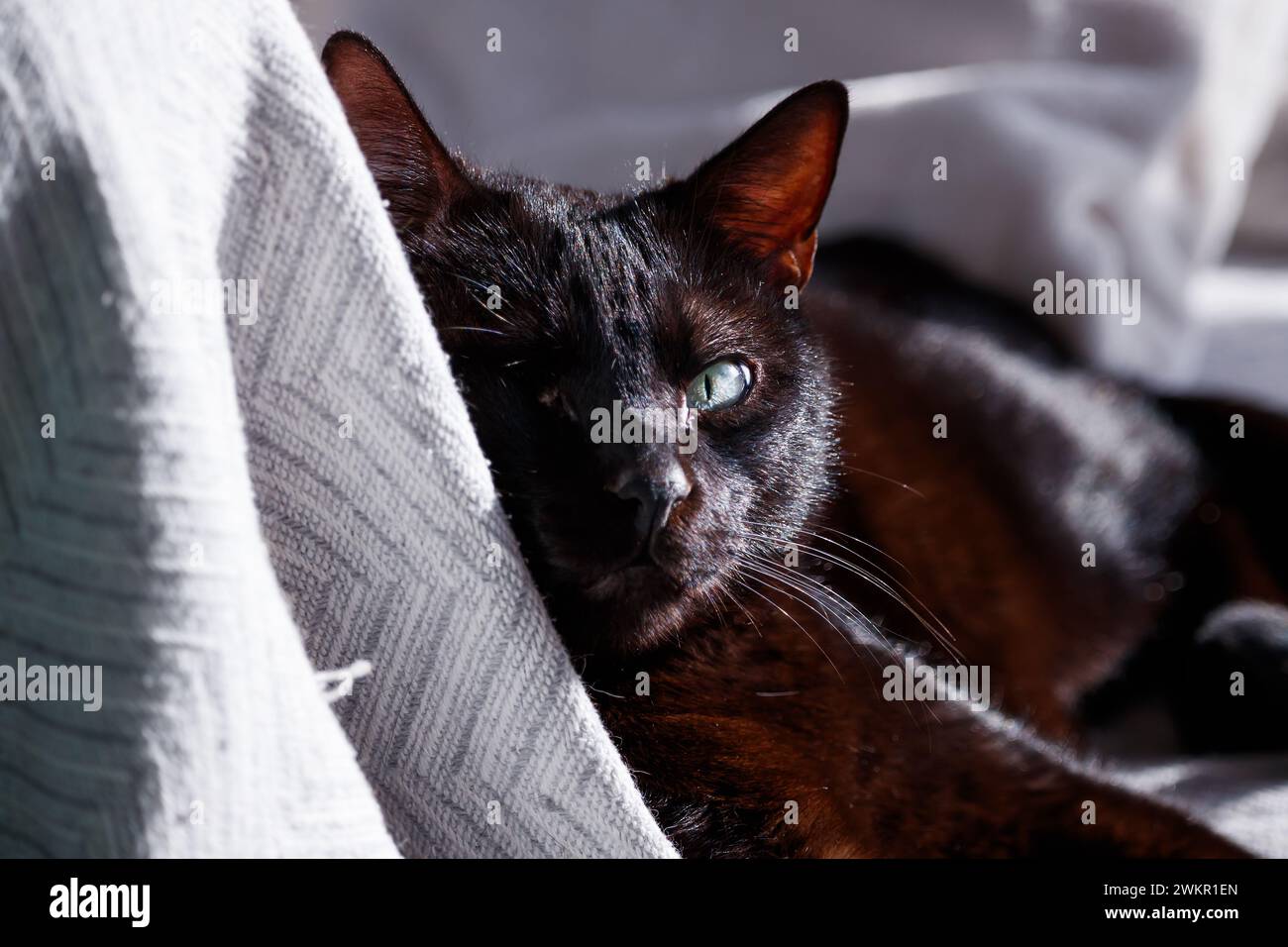 Nahaufnahme einer einäugigen schwarzen Katze in Xeraco Stockfoto