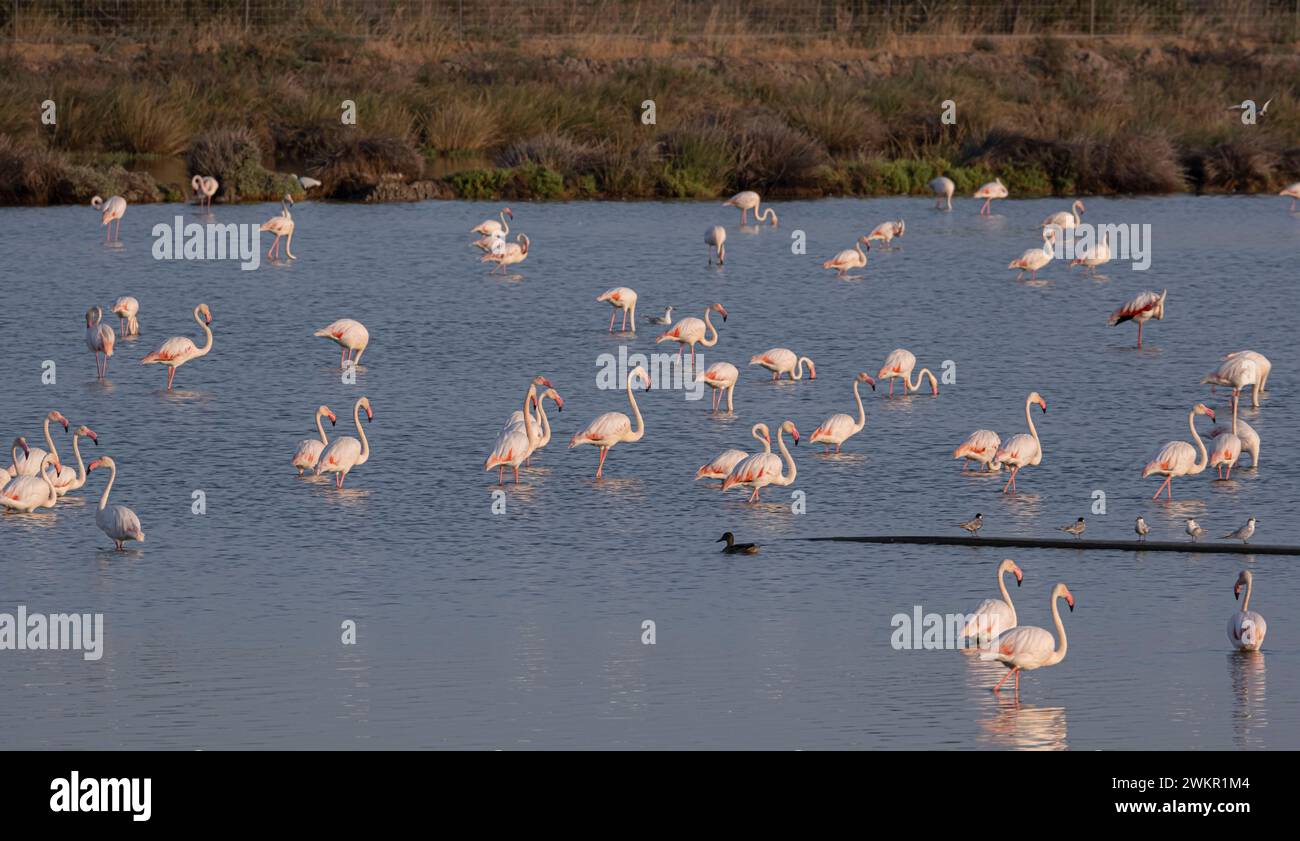 Puebla del Río (Sevilla), 25.08.2023. Bericht in Veta la Palma, Zuflucht für die Vögel von Doñana wegen der Dürre. Foto: JM Serrano. ARCHSEV. Quelle: Album / Archivo ABC / Juan Manuel Serrano Becerra Stockfoto