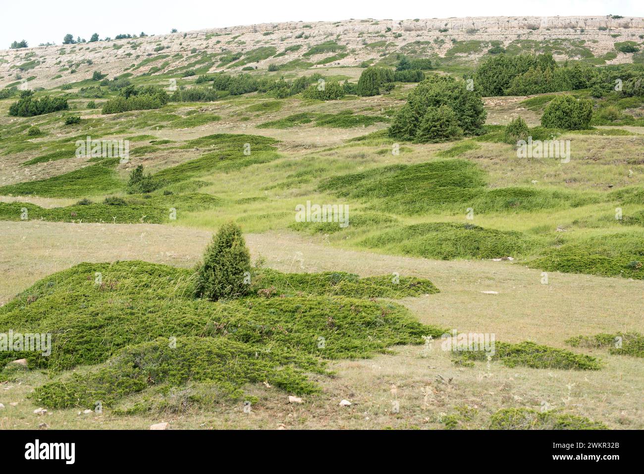 Savin Wacholder (Juniperus sabina) ist ein kriechender giftiger Strauch, der in den Bergen Mittel- und Südeuropas, der Türkei und Algeriens beheimatet ist. Dieses Foto war Stockfoto