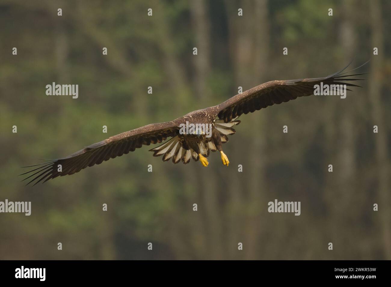 Raubvogel Majestätischer Raubtier Weißschwanzadler, Haliaeetus albicilla in der wilden Natur Polens Stockfoto