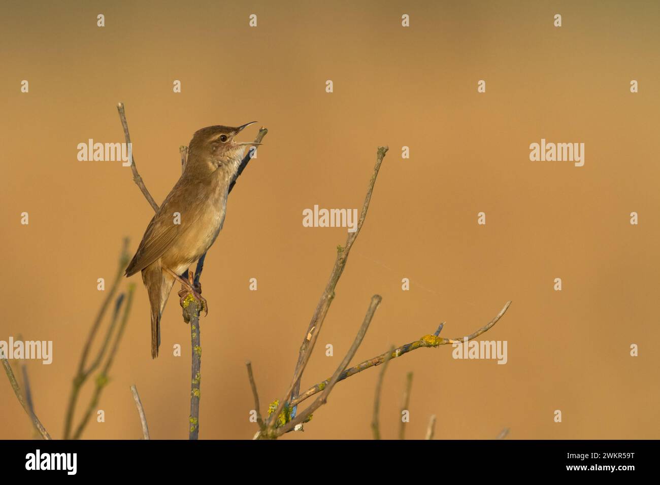 Bird Savi singt auf einem Schilfstiel. Singvogel im Naturraum. Locustella luscinioides Stockfoto