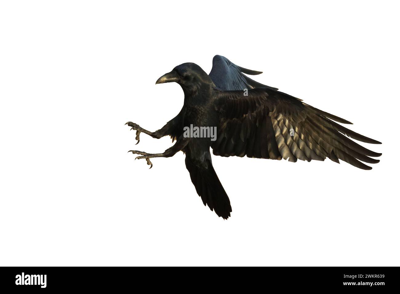 Vogel fliegende Raben isoliert auf weißem Hintergrund Corvus corax. Halloween Stockfoto
