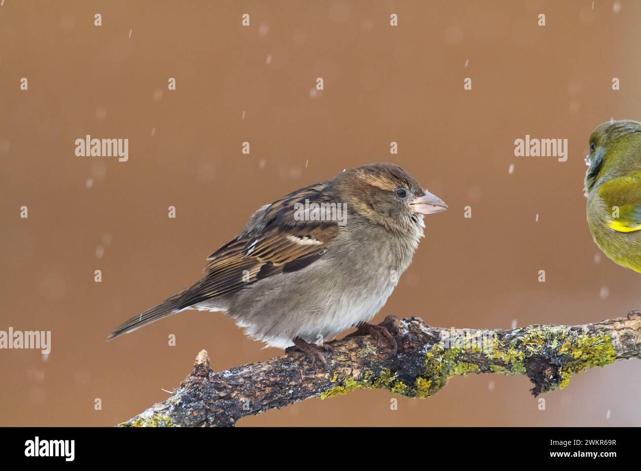 Vogel - Haussperling Passer domesticus sitzt auf dem Ast Stockfoto