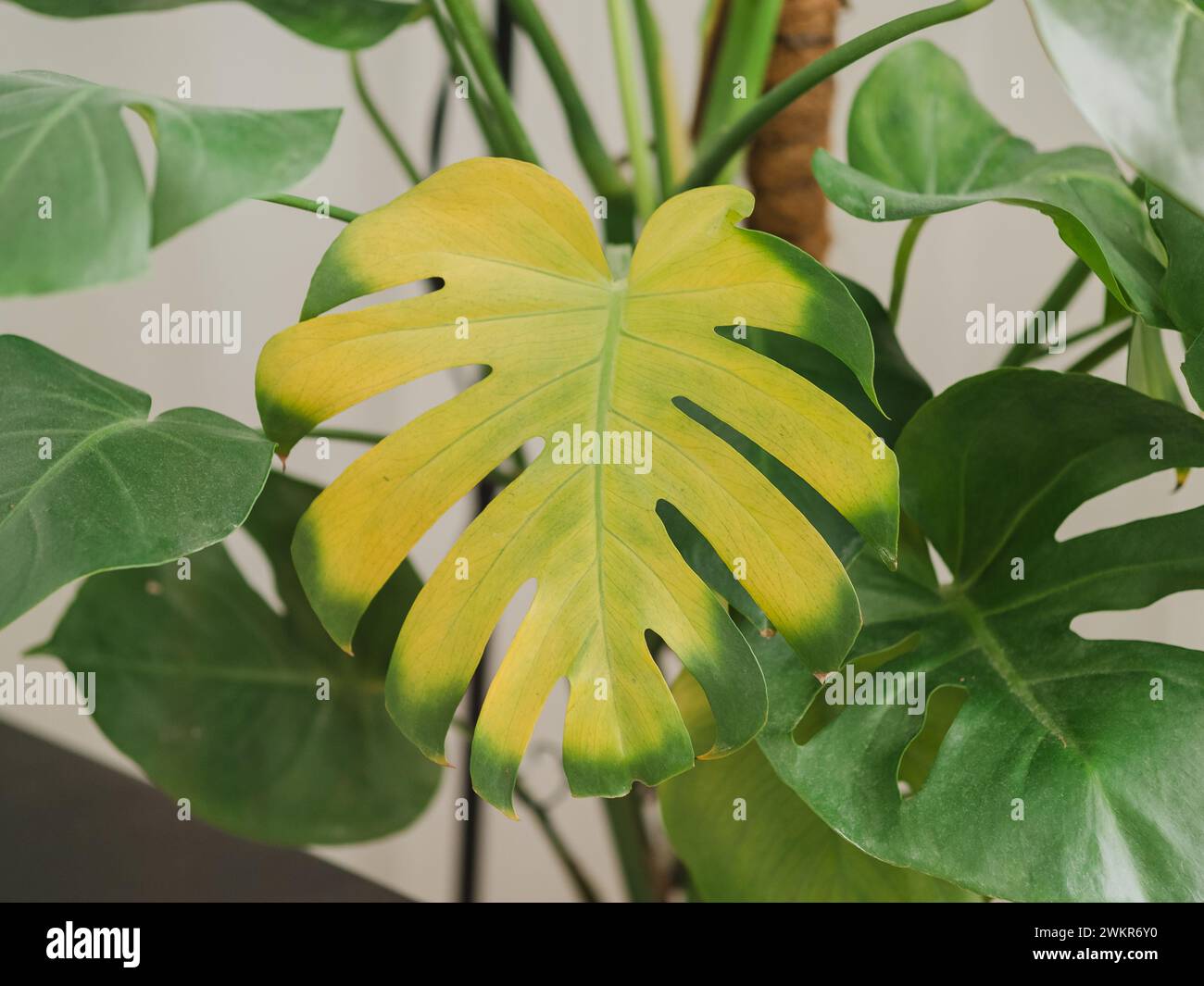 angel trumpet plant Yellow Angel Trumpet Plant