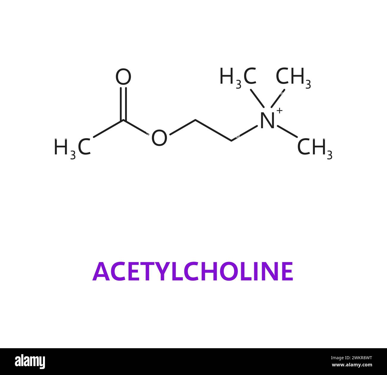Neurotransmitter, Acetylcholin Ach chemische Formel und Molekül, Vektormolekularstruktur. Acetylcholin, Essigsäureester und Cholin, Neurotransmitter von Neuronrezeptoren im Nervensystem Stock Vektor