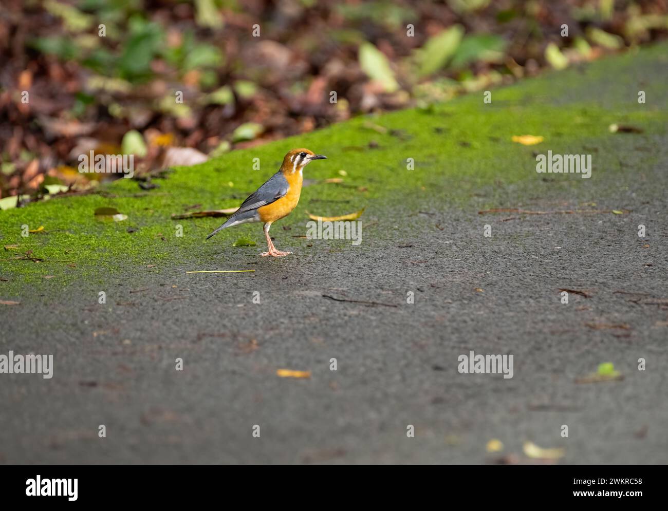 Eine wunderschöne Orangendrossel (Geokichla citrina), die sich am Boden im Bondla Wildlife Sanctuary in Goa, Indien, befindet. Stockfoto