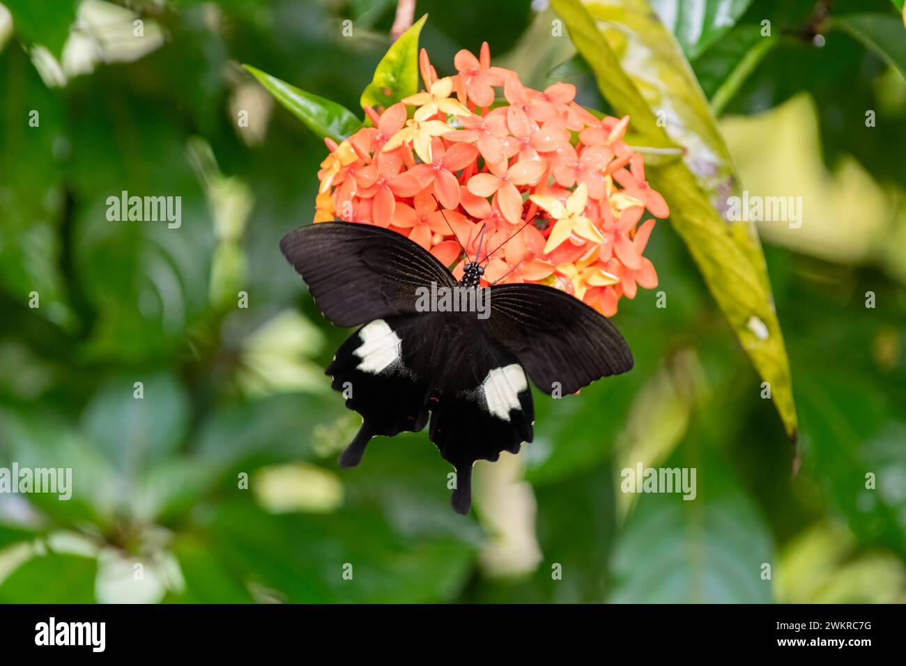 Ein wunderschöner Roter Helen (Papilio helenus) Schmetterling mit seinen Flügeln, die offen sind und sich von einer Gruppe von orangen Blumen im Garten ernähren. Stockfoto