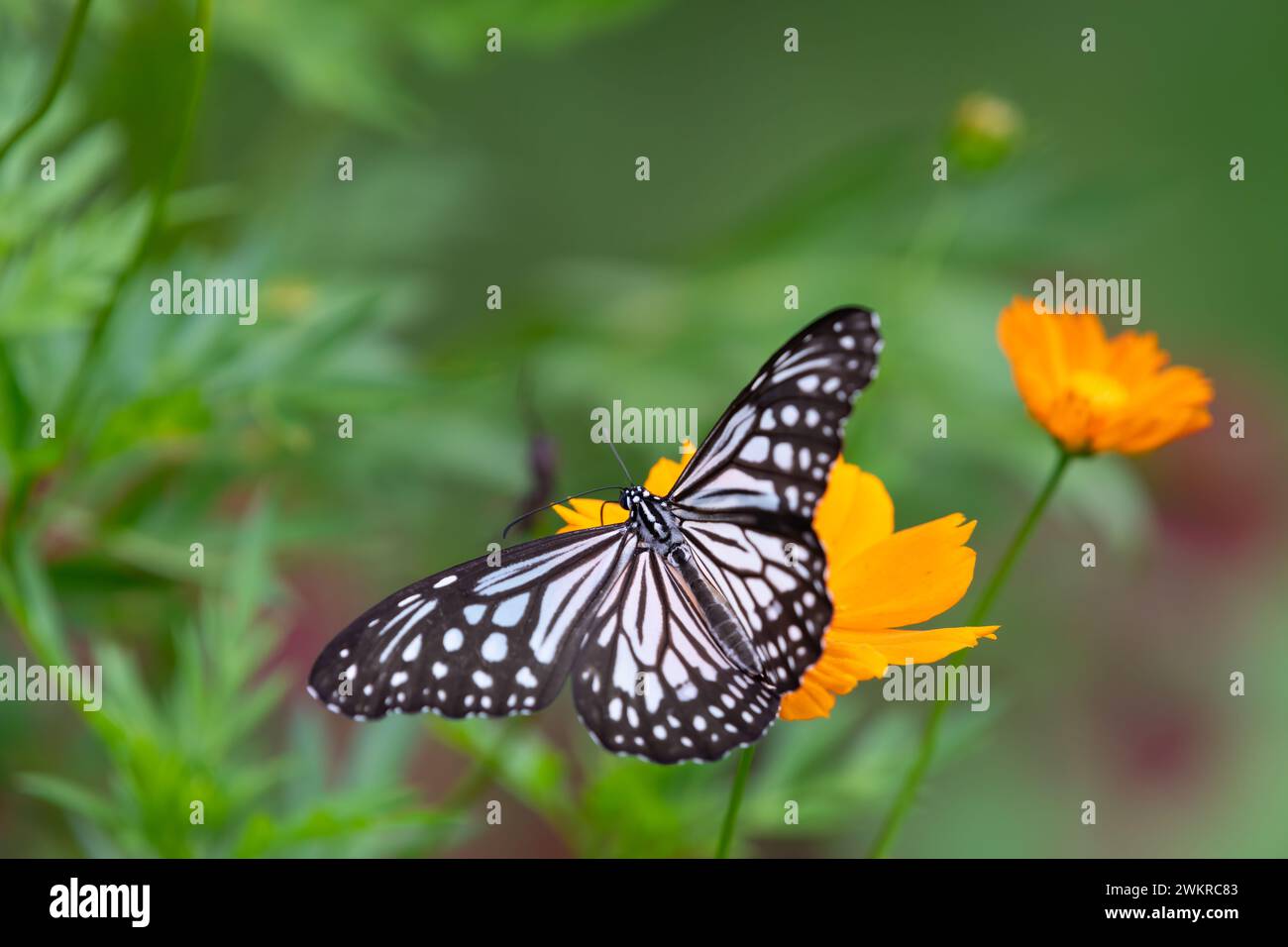 Ein wunderschöner einsamer glasartiger Tiger (Parantica aglea) Schmetterling, der auf einer orangen Blume im Garten ruht. Stockfoto