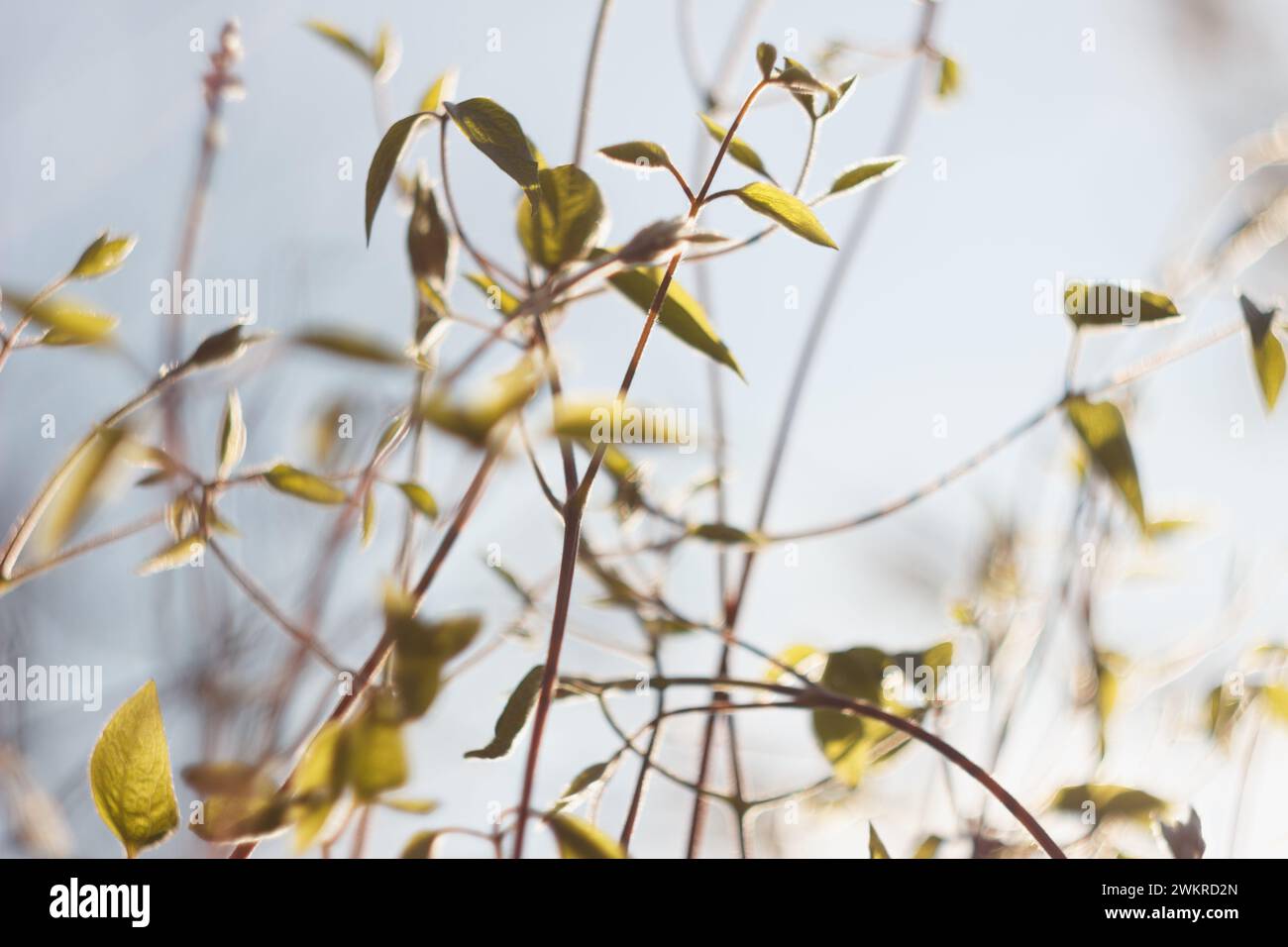 Clematis vor der Blüte im Frühlingsgarten Stockfoto