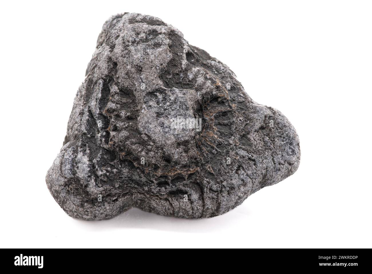 Ammoniit in einem Felsen, der am Strand in Großbritannien gefunden wurde Stockfoto
