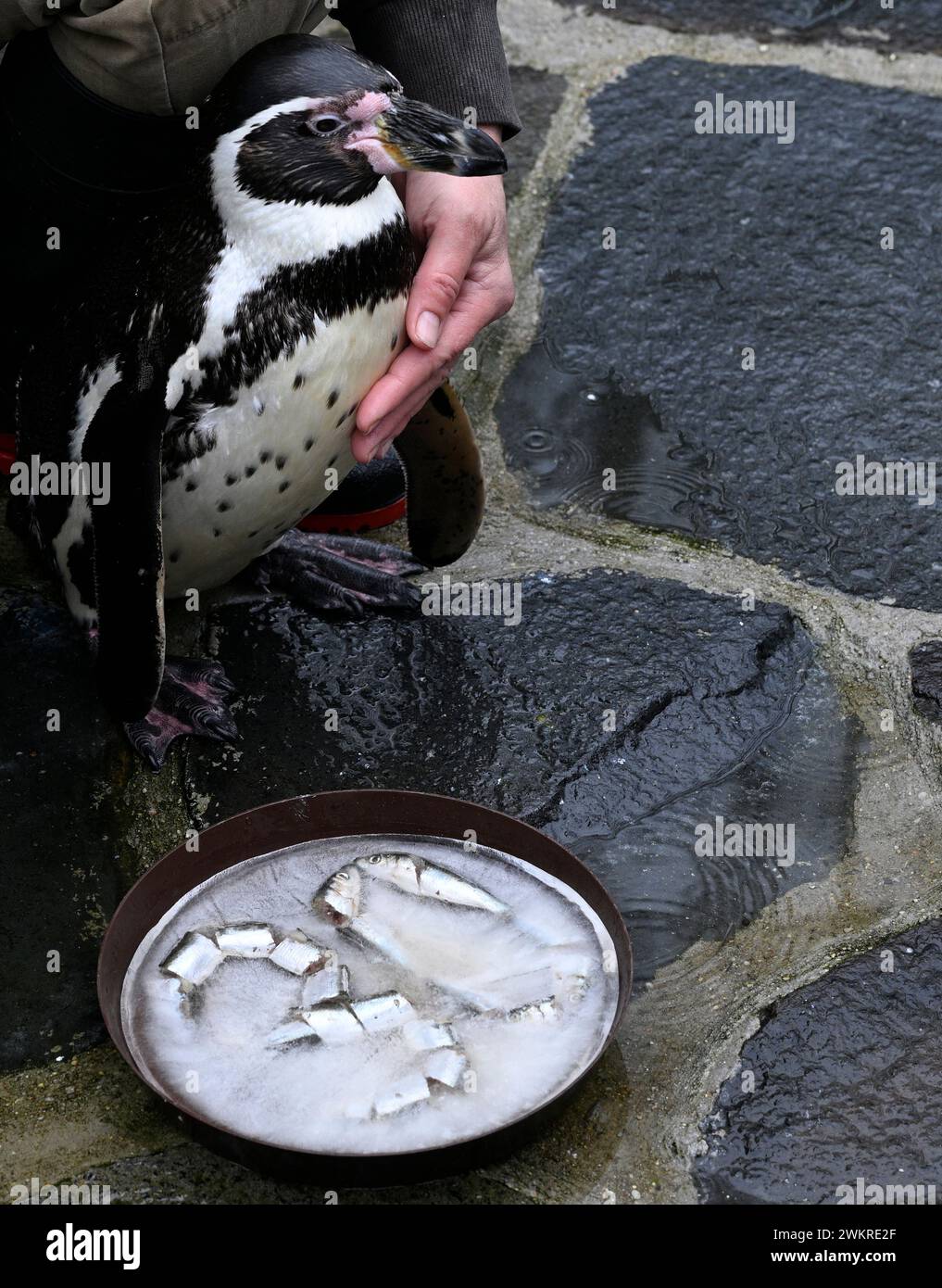 Prag, Tschechische Republik. Februar 2024. Feier zum 30. Geburtstag von Karlik, Humboldtpinguin im Prager Zoo, Tschechien, 22. Februar 2024. Quelle: Michal Krumphanzl/CTK Photo/Alamy Live News Stockfoto