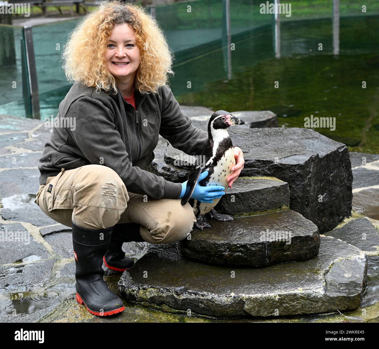 Prag, Tschechische Republik. Februar 2024. Feier zum 30. Geburtstag von Karlik, Humboldtpinguin im Prager Zoo, Tschechien, 22. Februar 2024. Quelle: Michal Krumphanzl/CTK Photo/Alamy Live News Stockfoto