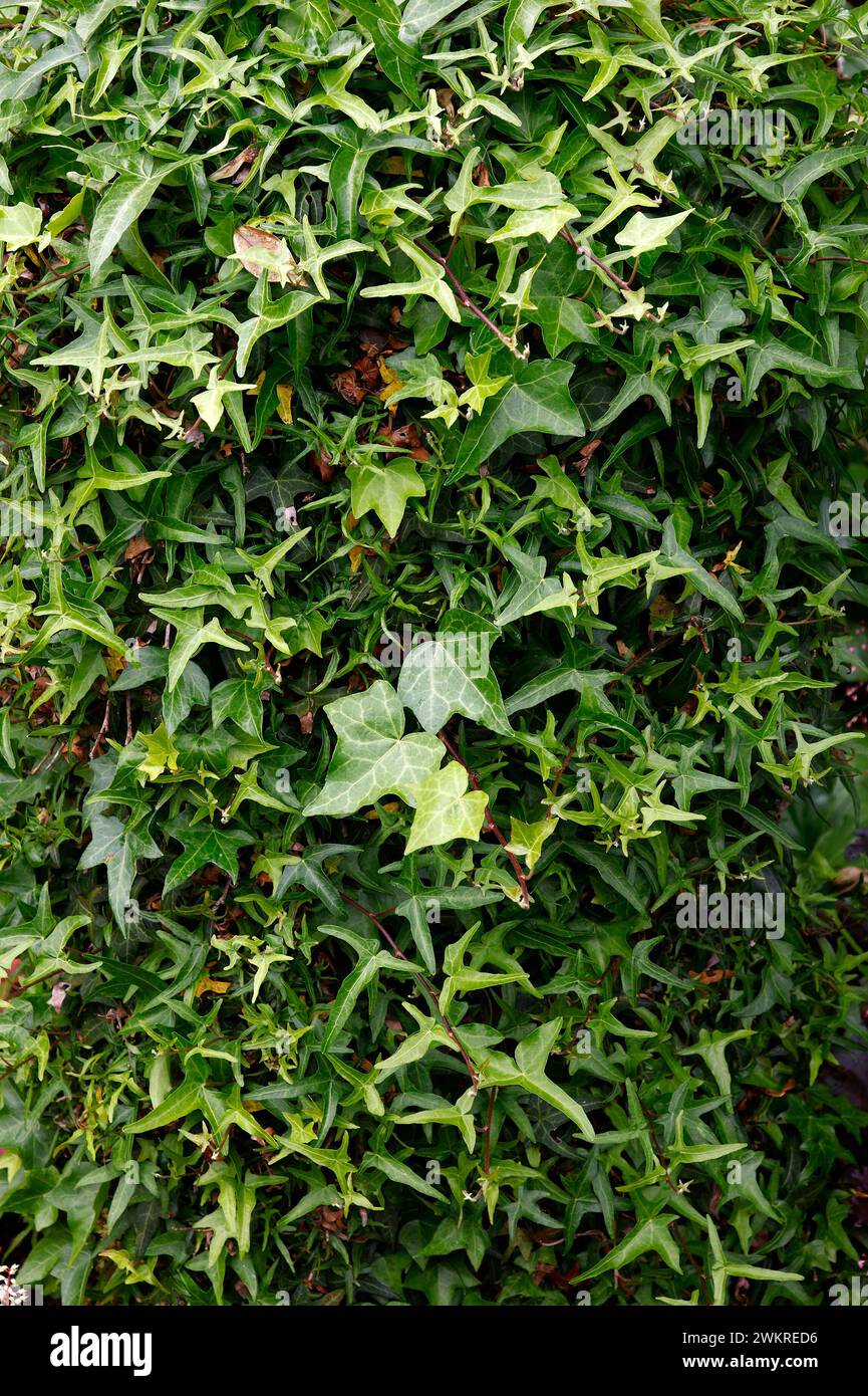 Nahaufnahme des immergrünen Gartenkletters für den Schatten hedera Helix feenfinger. Stockfoto