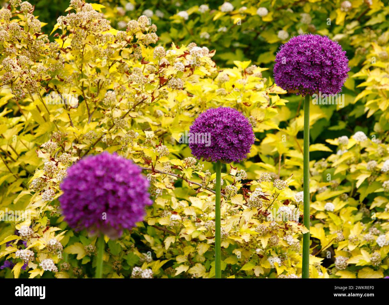 Nahaufnahme von drei violetten Blüten der mehrjährigen blühenden Gartenzwiebelpflanze Allium. Stockfoto