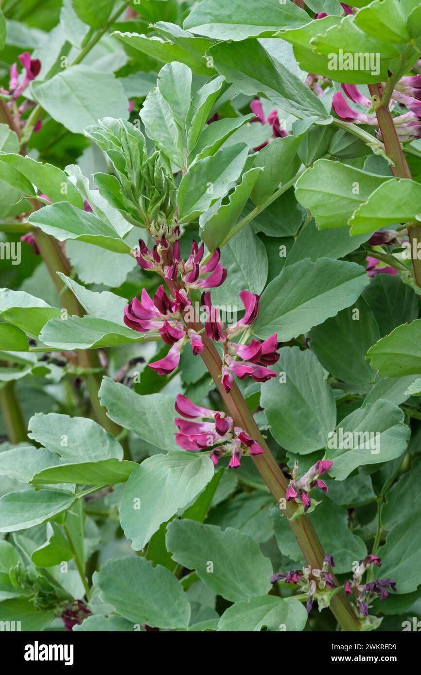 Broad Bean Crimson blühte, purpurrote Blüten im Frühsommer Stockfoto