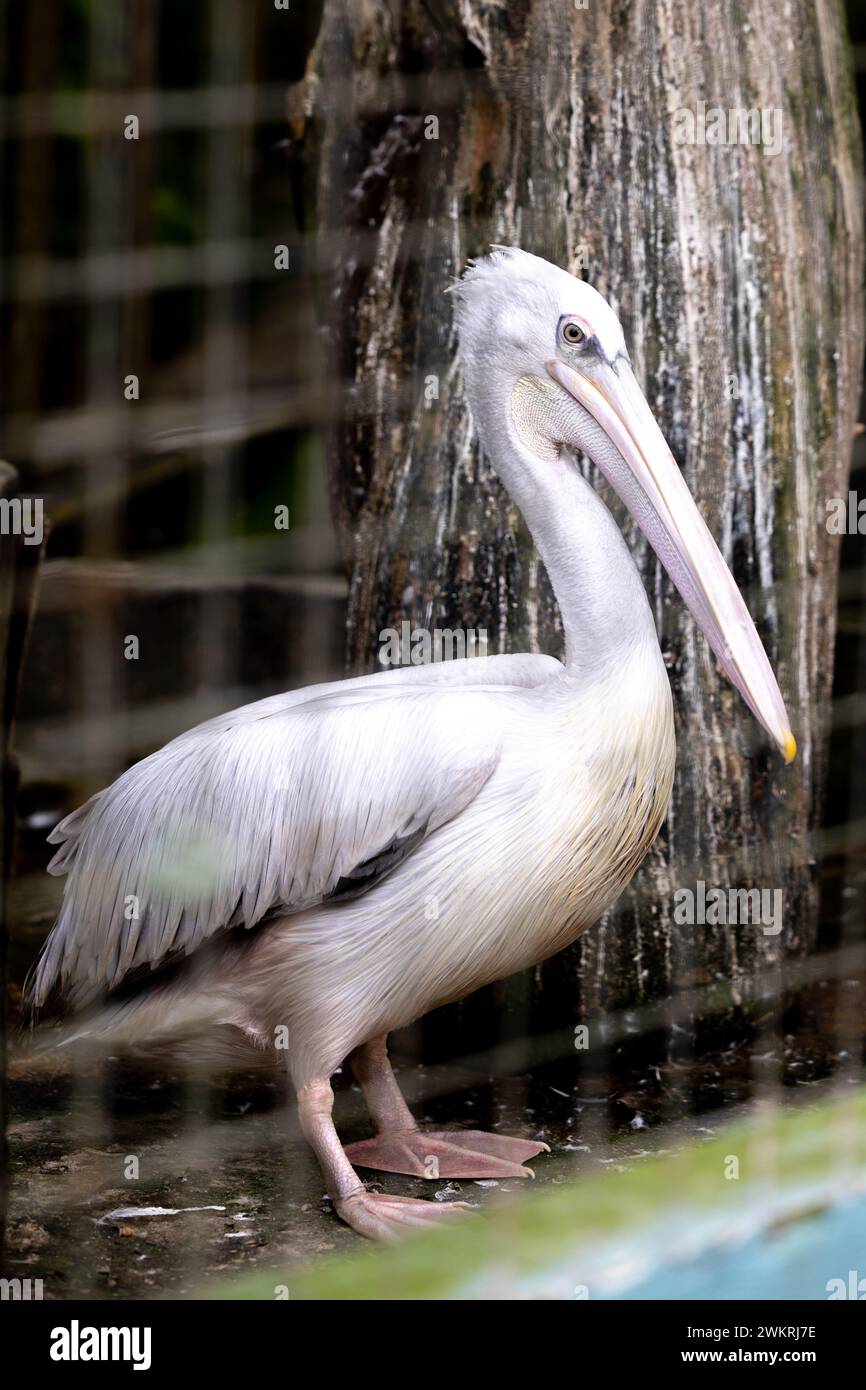 Pelikan-Vogel aus der Nähe in einem Käfig Stockfoto