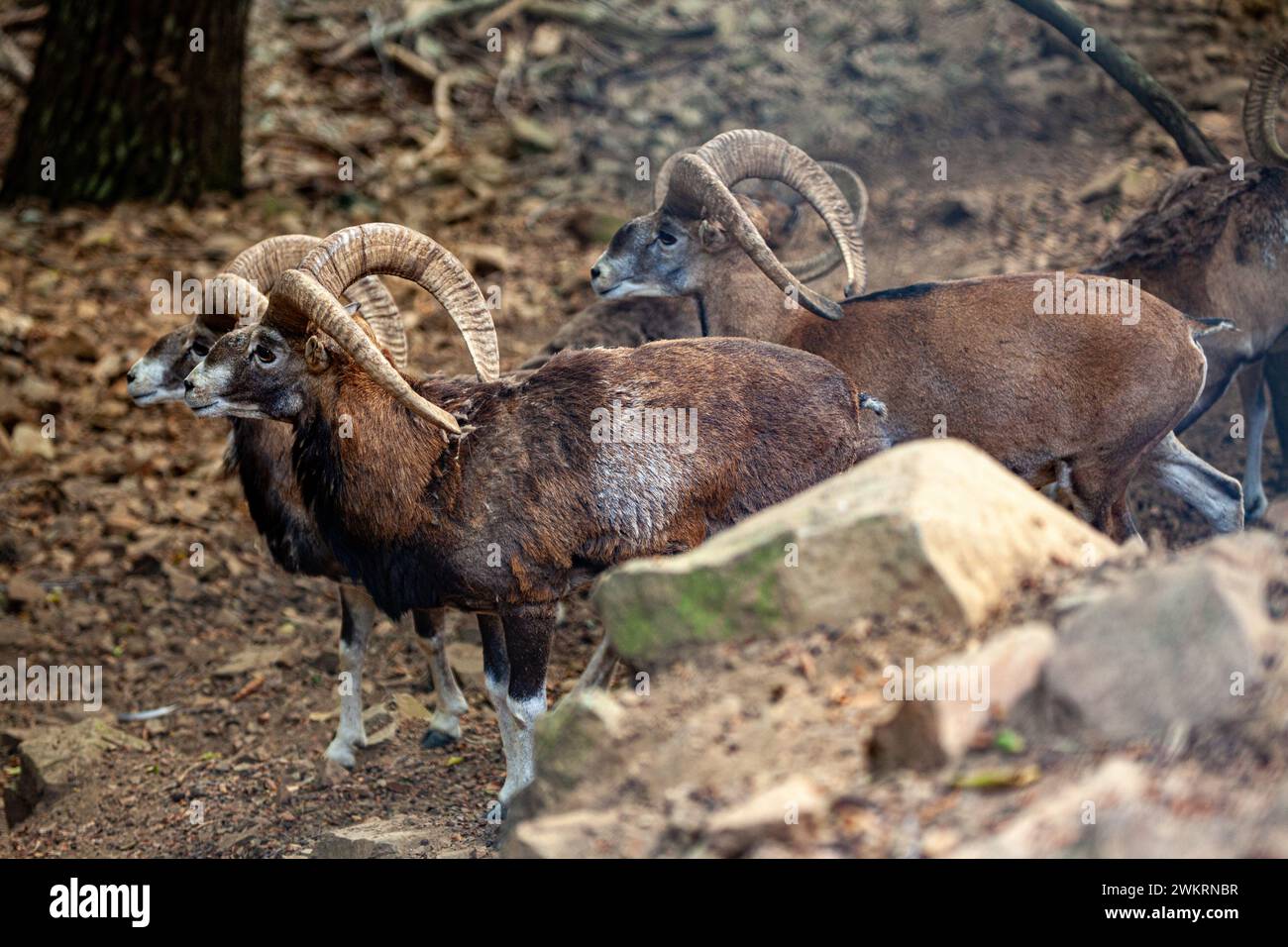 Mufflon (Ovis gmelini) in Zypern Stockfoto