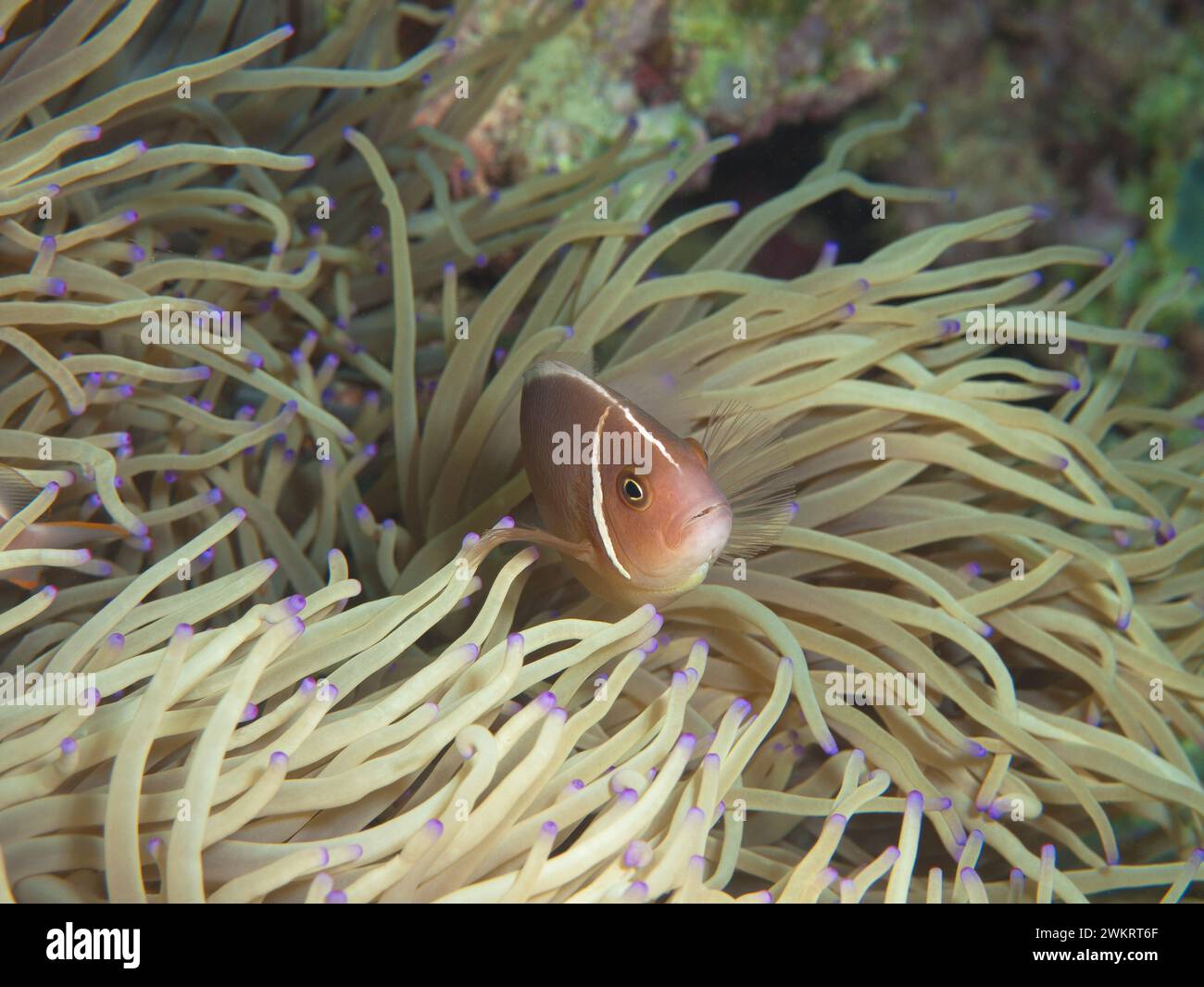 Anemonenfische sind immer in Bewegung: Clownfish sieht neugierig aus seiner Anemone. Unterwasserfotografie: Ein Korallenriff bei Moalboal, Cebu, Philippinen. Stockfoto