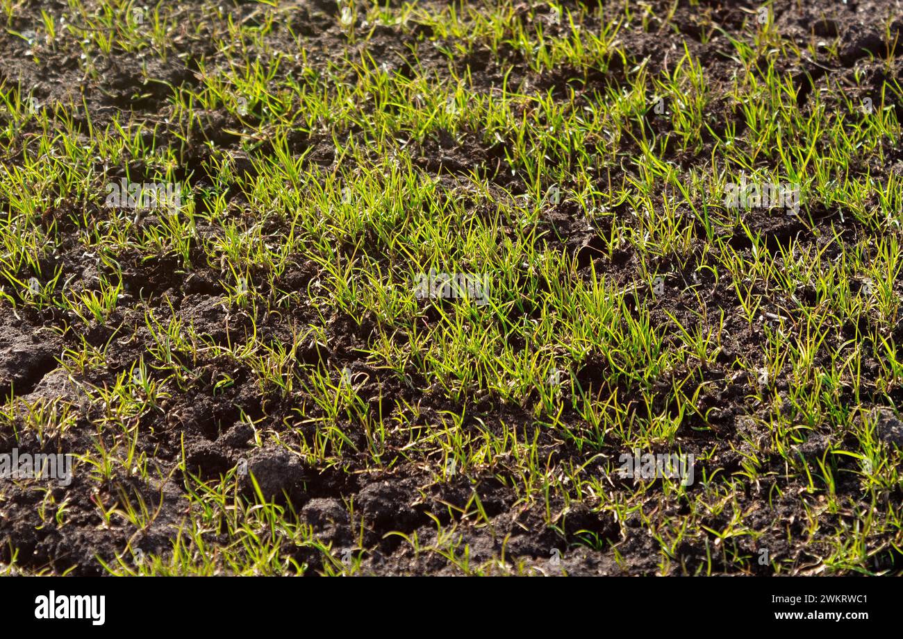 Frisches grünes Gras bei Sonnenuntergang Stockfoto