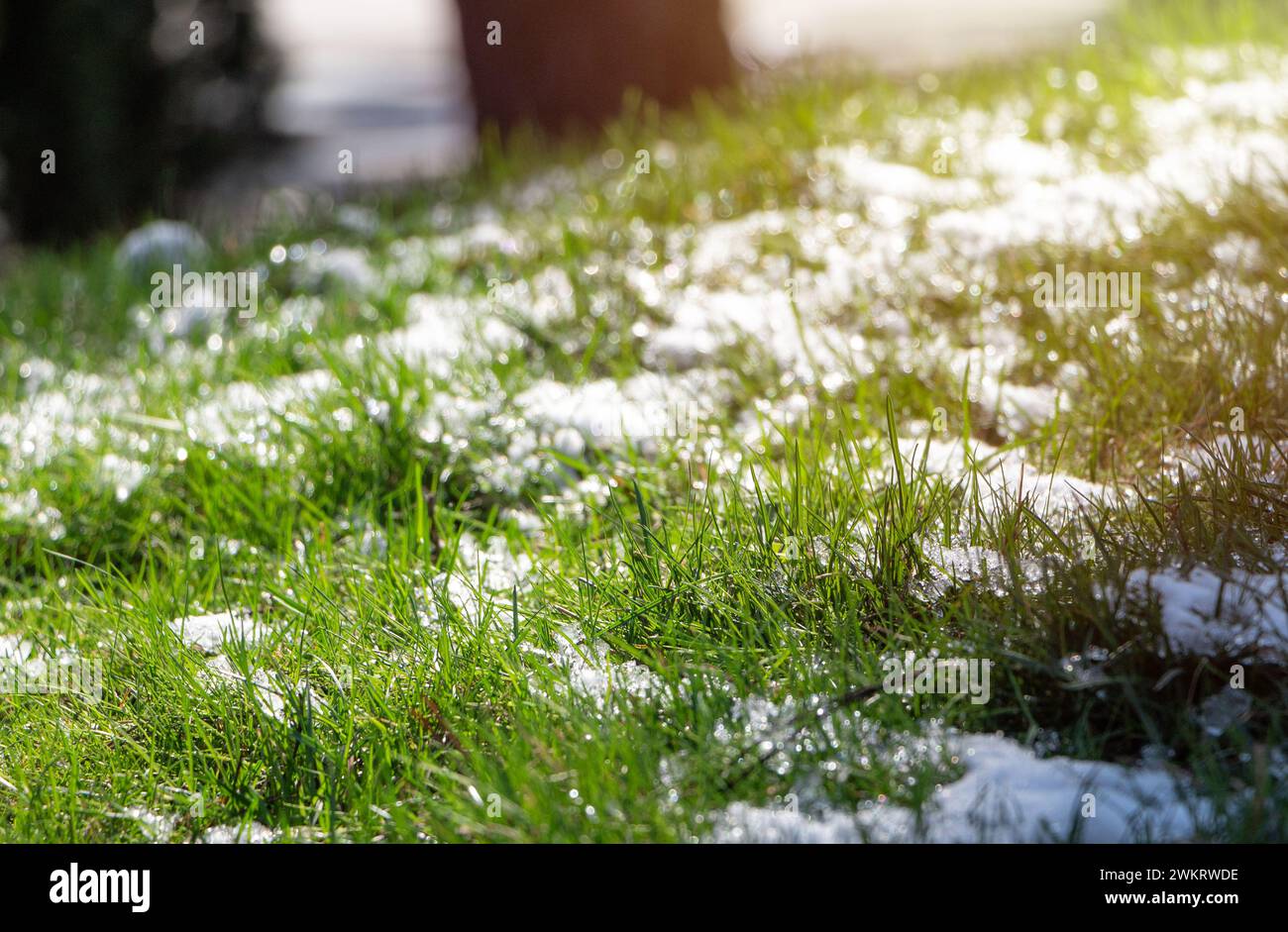 Grünes Gras im Park ragt unter schmelzendem Schnee unter der Frühlingssonne hervor. Stockfoto