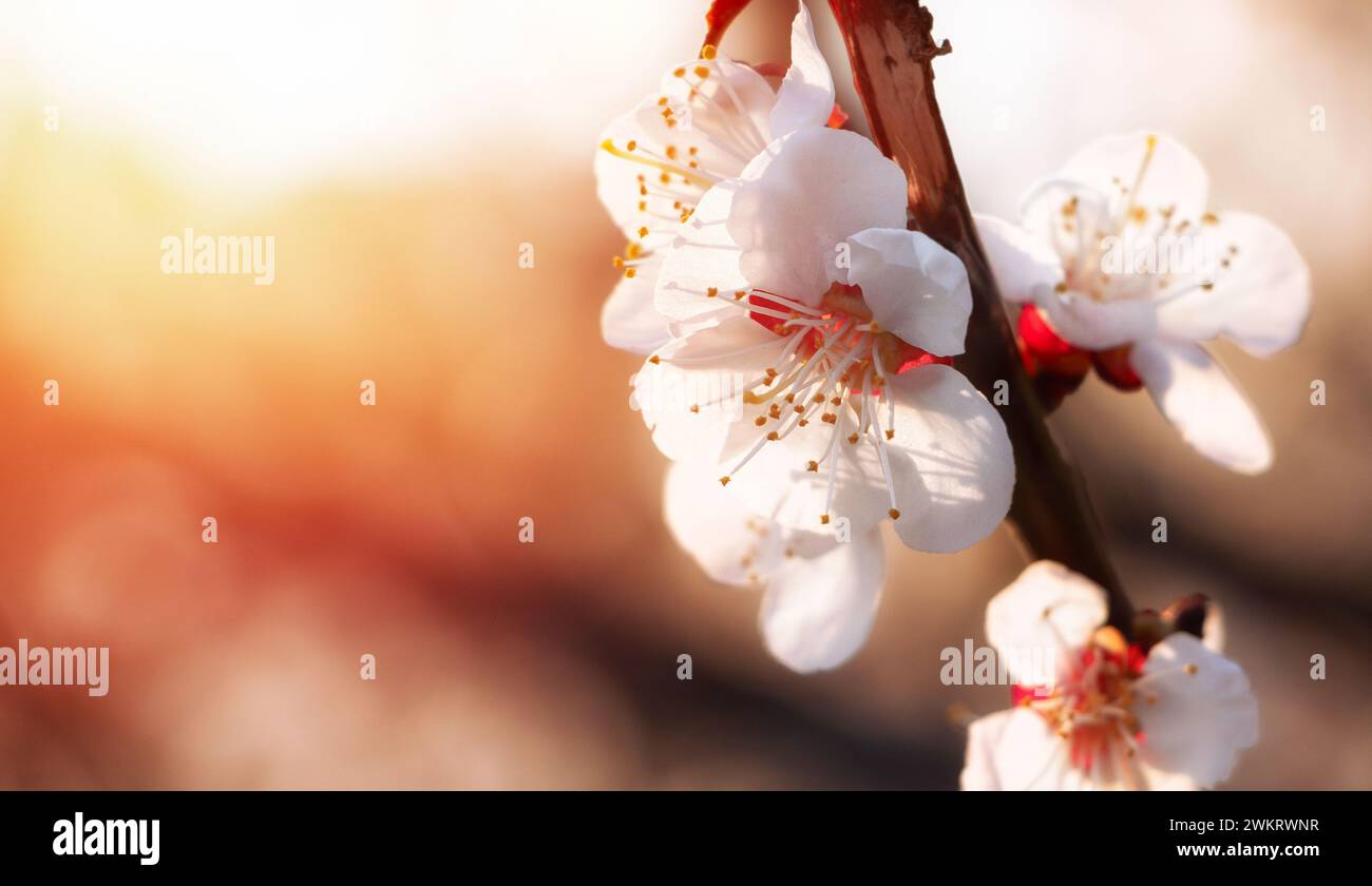 Blühende Aprikose auf verschwommenem natürlichem Hintergrund in Pastellfarben. Aprikosenbaumzweig mit Blütenständen auf einem Frühlingssonnenuntergang Hintergrund. Stockfoto