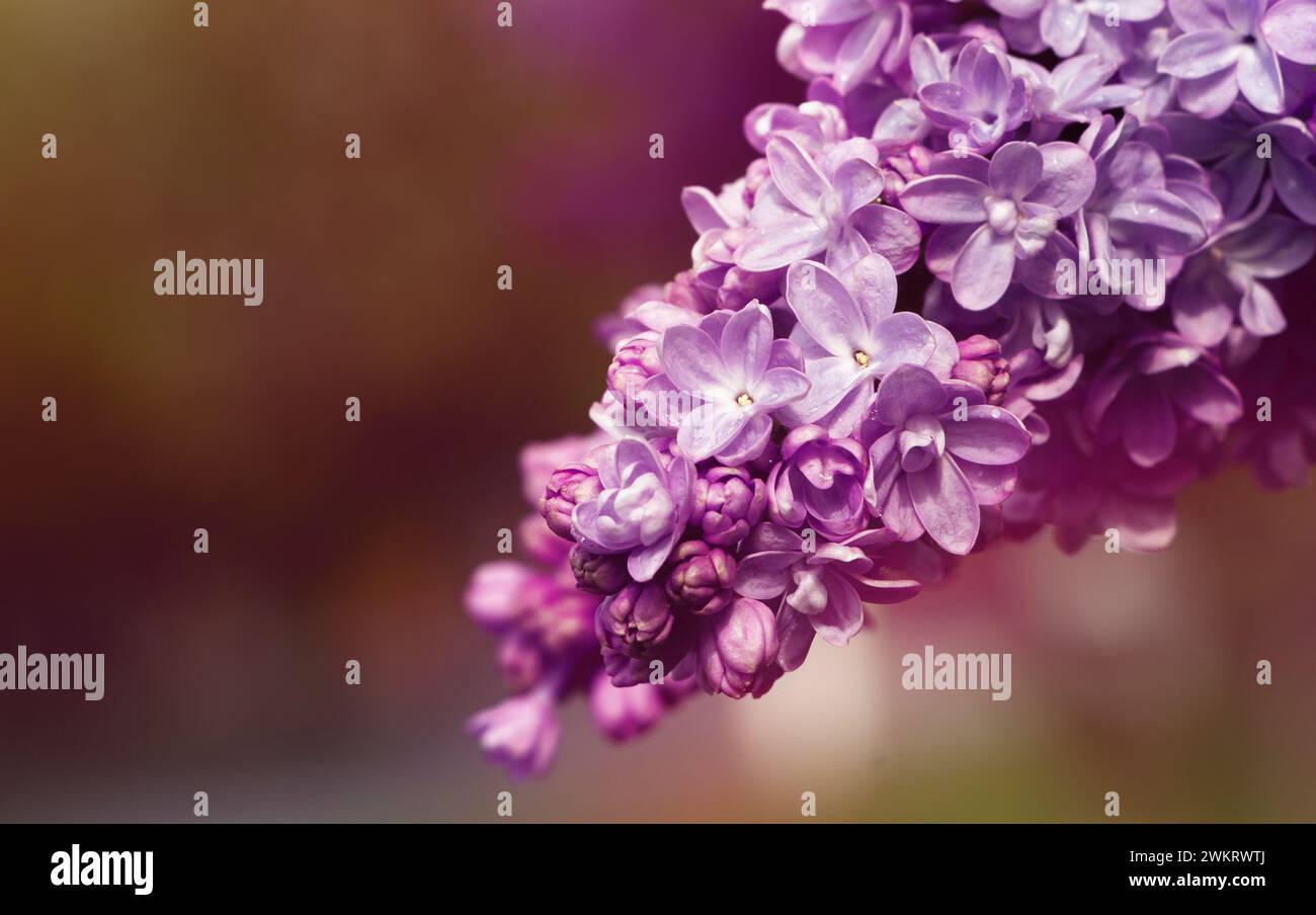 Flieder-Ast. Fliederblüten am Zweig. Stockfoto