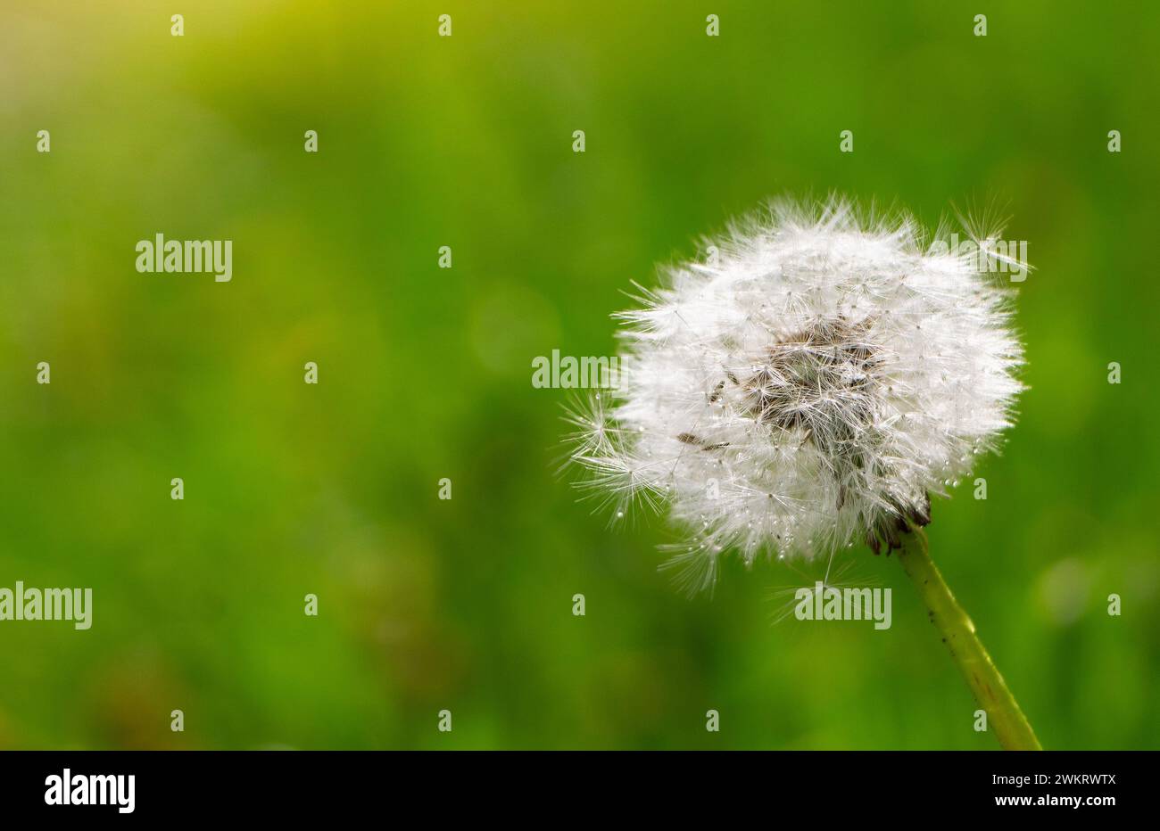 Trockene Löwenzahnblüte mit Wassertropfen auf dem Hintergrund von grünem Gras im Frühling. Stockfoto
