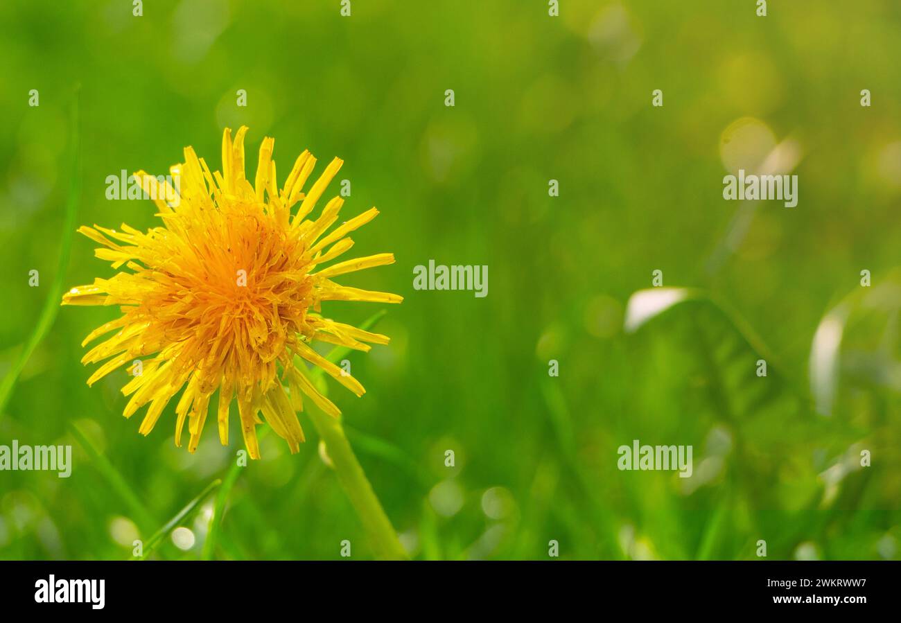 Gelber Löwenzahn auf grünem Rasen Stockfoto