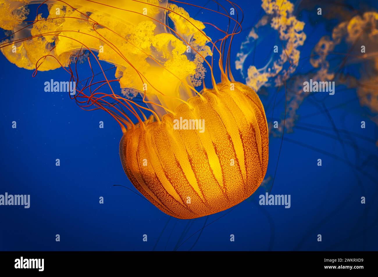 Die pazifische Nesselqualle mit goldenen Tentakeln, die im blauen Wasser schwimmen Stockfoto