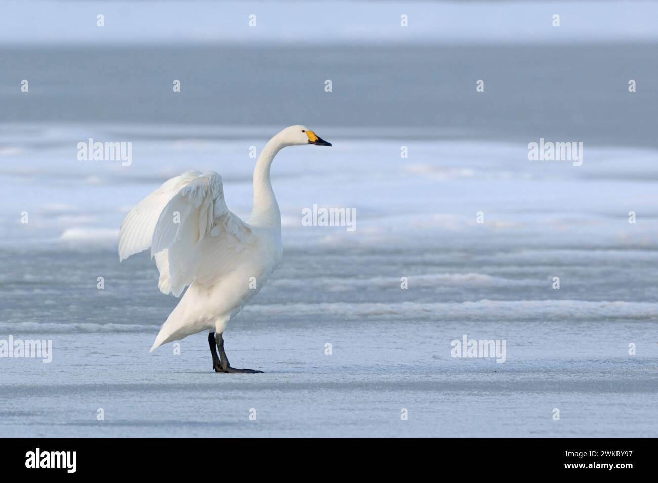 Bewick's Swan (Cygnus columbianus bewickii), ein Erwachsener, Flügel hoch, auf einem gefrorenen See im Winter, seltener Wintergast, Tierwelt, Europa. Stockfoto