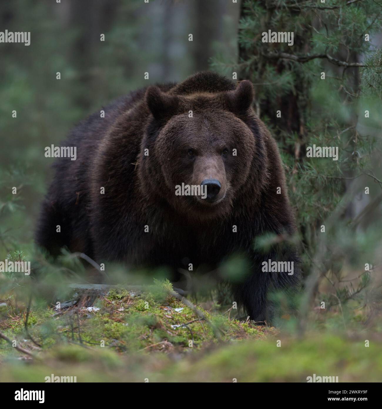 Europäischer Braunbär ( Ursus arctos ) bricht durch das Unterholz eines Waldes, gefährliche Begegnung. Stockfoto