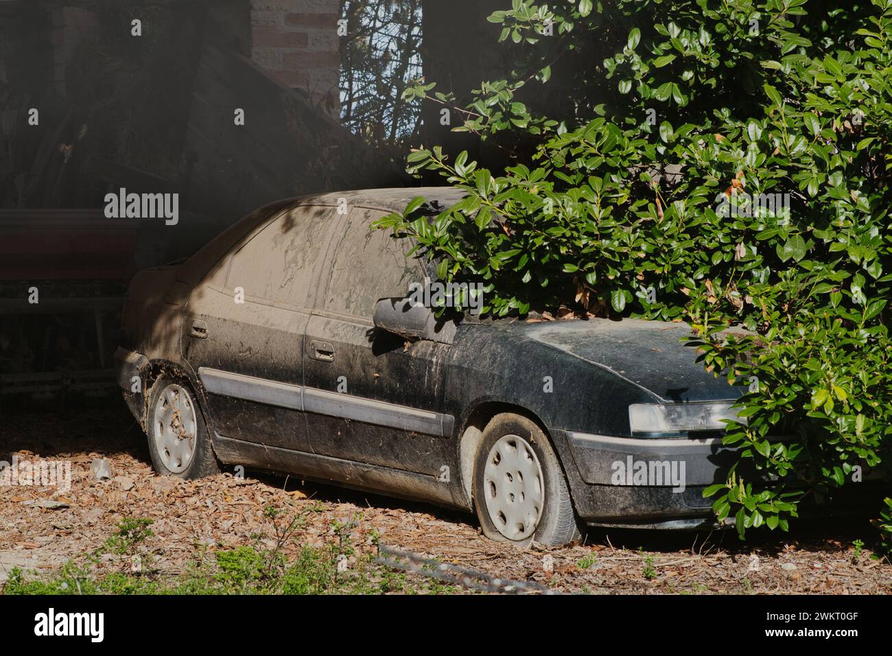 Schwarz und grün verlassenes Auto in einer Scheune. Abdeckung der Fenster mit rotem Staub und Sand. Windschutzscheibe und Motorhaube in einen Baum gehüllt. Korrodierte Lackierung. Sonnenlicht Stockfoto