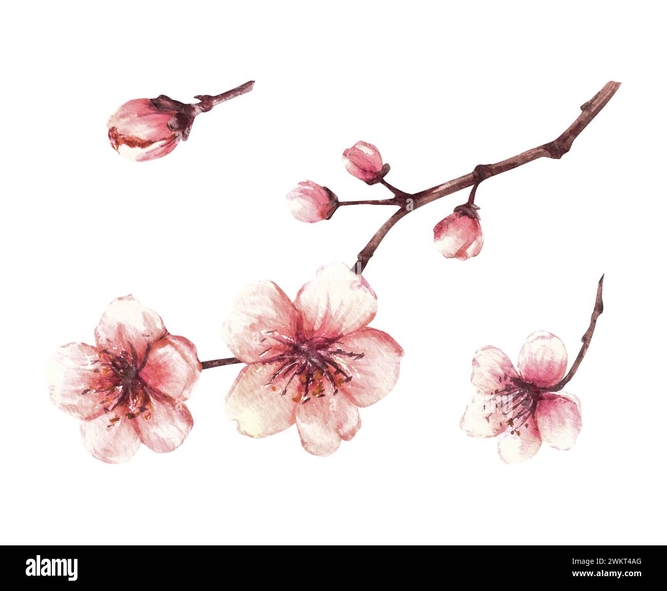 Frühlingsblüten von Bäumen gesetzt. Sakura Zweige, Kirsche, Apfelbäume in Blüte, Blumen und Knospen Aquarell handgezeichnete Illustration für Gruß, Unkraut Stockfoto